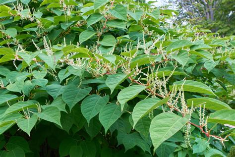 How Serious A Problem Is Japanese Knotweed Hands Surveyors Ltd