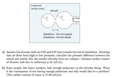 Alveolar Surfactant And Surface Tension