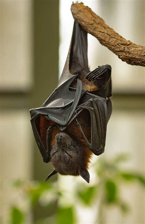 Flying Fox 02 By Nellygraceng On Deviantart