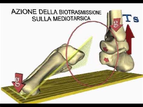 Appunti Di Biomeccanica Del Movimento Viva La Scuola