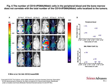 Fig 6 The Number Of CD19 TPSMA N9del Cells In The Peripheral Blood