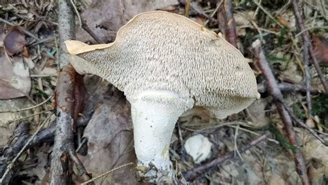 Pied De Mouton Apprenez Le Conna Tre Secrets Des Champignons