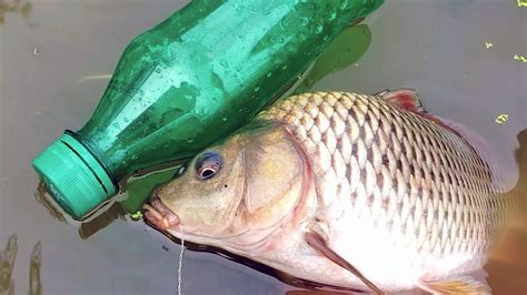 Amazing Hook Fishing Trap With Bottle Catch Fish With Plastic Bottle