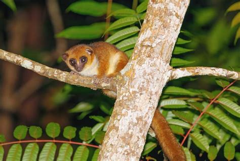 The Brown Mouse Lemur, Madagascar Wildlife Stock Photo - Image of ...