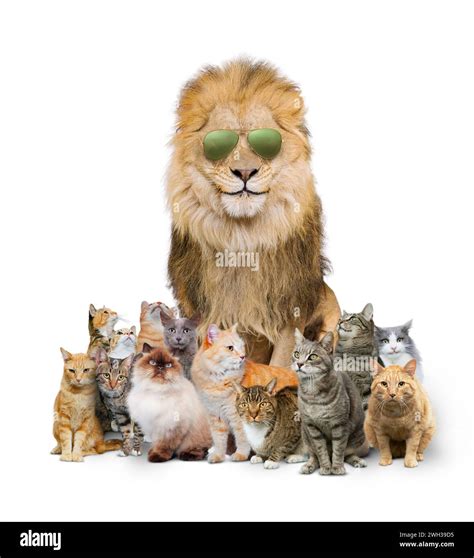 Big cool cat: A lion wears aviator sunglasses and sits among a clowder, or group, of domestic ...