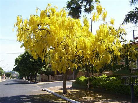 Cassia Fistula Golden Shower Tree Ouriques Farm