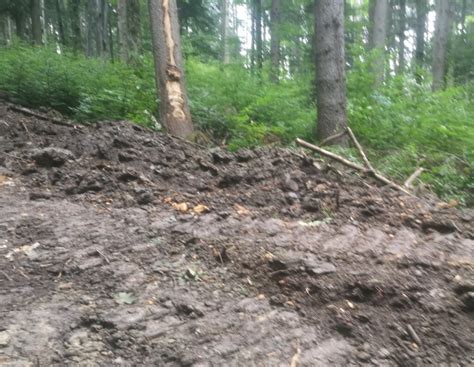 Foto Garda Forestier Suceava A Depistat T Ieri Ilegale De Arbori