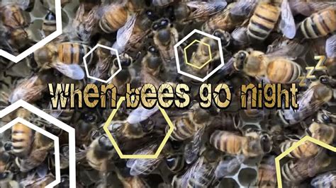 B E Z Beekeeping Bees Going Night Night Youtube