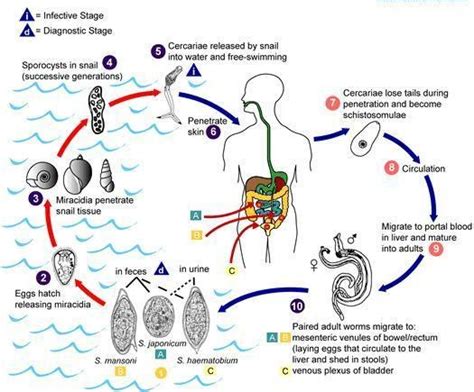 INTEGRATED SCIENCES: Helminthes