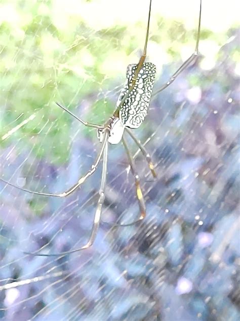 Golden Silk Spider From Asa Norte Cln Asa Norte Bras Lia