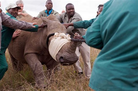 Rhinoceros Are Endangered