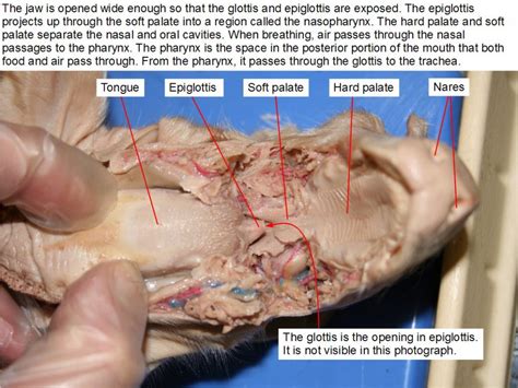 111 Fetal Pig Dissection Medicine Libretexts
