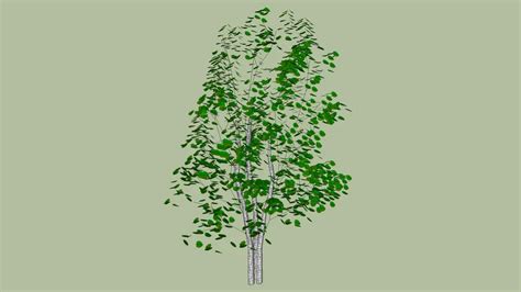 Betula Pendula 3D Warehouse