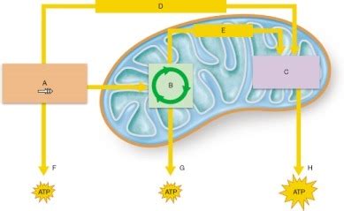 Chapter Nutrition Metabolism And Energy Balance Flashcards Quizlet