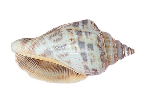 Seashell Decoration Isolated On A Transparent Background 22024935 PNG