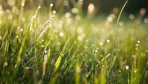 Premium AI Image Early Morning Dew On The Grass