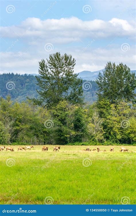 Vertical Shot of Elk Herd in Washington Summer Stock Photo - Image of ...