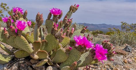 Blooming Beavertail Cactus In Death Valley Np Off The Beaten Path