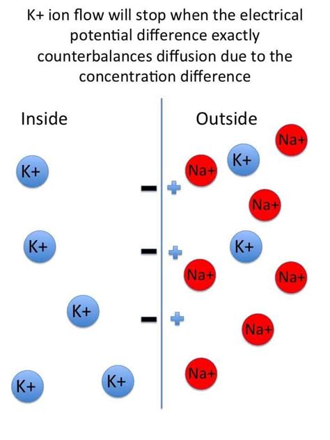 Equilibrium/Nernst Potential for the USMLE