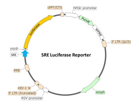 Sre Luciferase Reporter Lentivirus Bps Bioscience Biomol