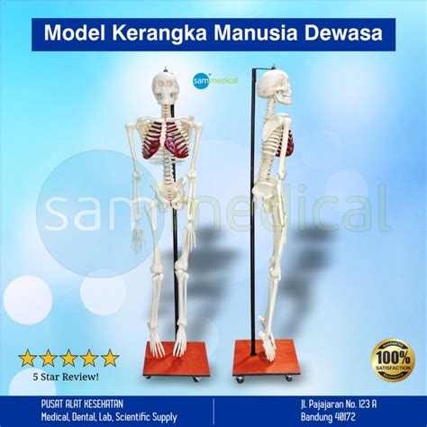 Jual Alat Peraga Atau Model Kerangka Manusia Atau Rangka Manusia Dewasa