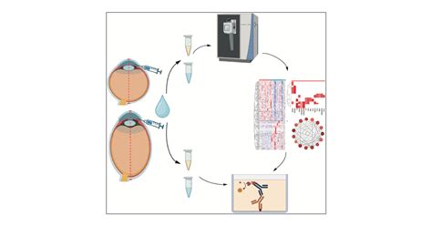 Comparative Proteomic Analysis Of Aqueous Humor Reveals Biochemical