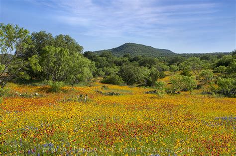 Texas Hill Country Afternoon Wildflowers : Texas Hill Country : Images ...