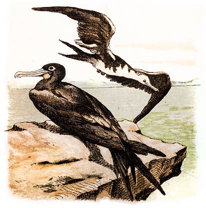 Frigate Bird Stock Illustration Download Image Now 19th Century
