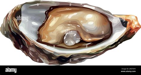 Fresh Oyster Vector Illustration Stock Vector Image And Art Alamy