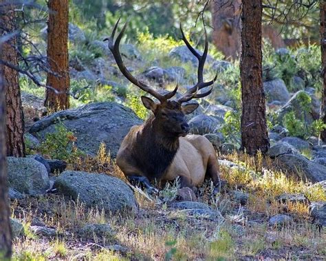 Pin On Elk Bull Elk Rocky Mountain National Park Rocky Mountain