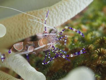 Spotted Cleaner Shrimp Periclimenes Yucatanicus Commensal Shrimps