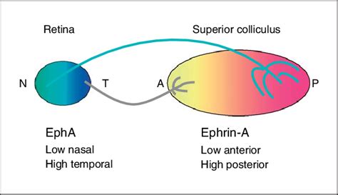 Epha Tyrosine Kinase Receptors Are Expressed In A Nasotemporally