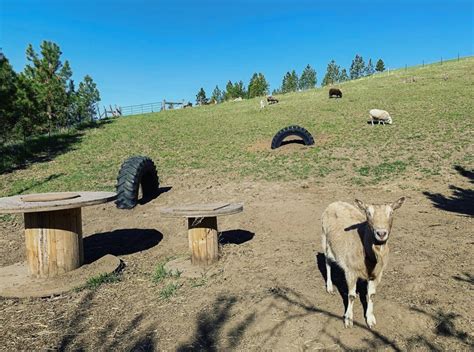 The Daily Evergreen Animal Sanctuary Rescues Farm Animals