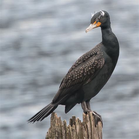 Cormorants Exploring Kootenay Lake