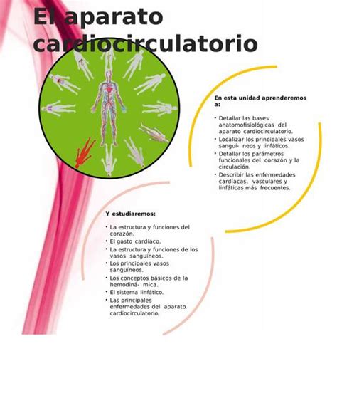 Sistema Cardiocirculatorio Salud Apuntes De Medicina Udocz