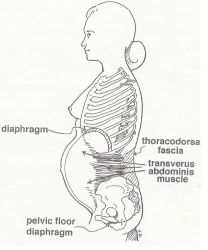 Gender Health Exam Antepartum Postpartum And Dra Flashcards Quizlet