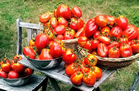 How To Grow A Bumper Crop Of Tomatoes