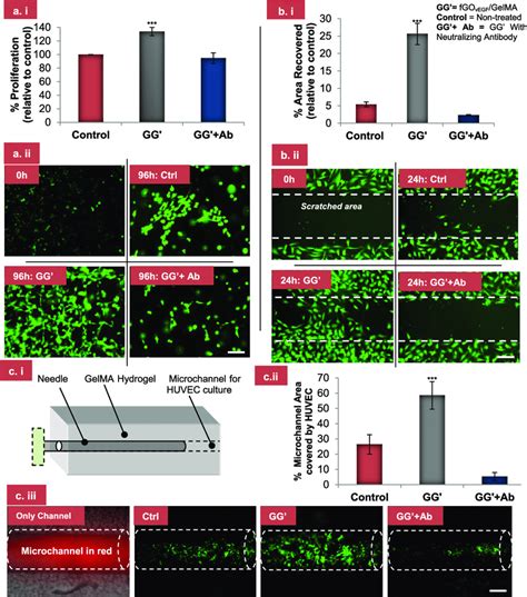 In Vitro Functionalities Of Gg Hydrogel On Huvecs A I And Ii