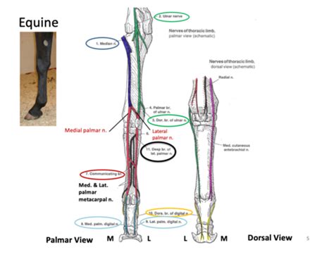 Nerves And Vessels Of The Distal Forelimb Flashcards Quizlet