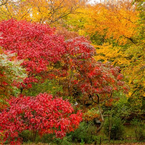 20 Ways to Enjoy Winter in Central Park | Central Park Conservancy
