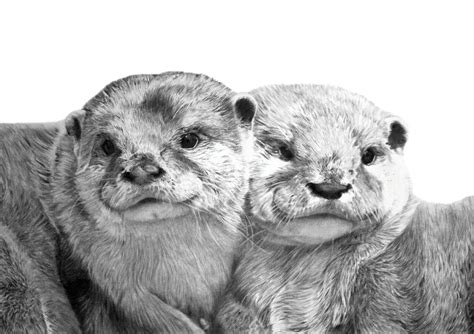 Otter Face Drawing - Drawing.rjuuc.edu.np