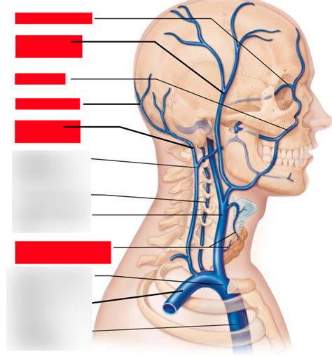 Figure Veins Diagram Quizlet