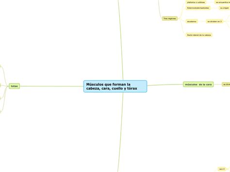 M Sculos Que Forman La Cabeza Cara Cuell Mind Map