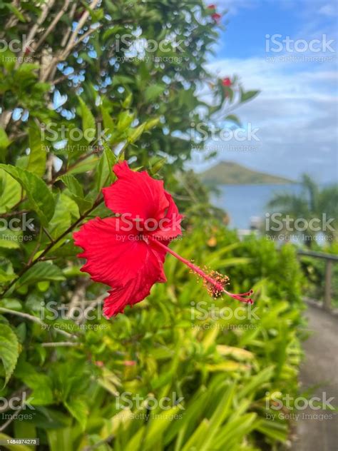 Fijian Hibiscus Red 3 Stock Photo - Download Image Now - Beauty, Beauty In Nature, Blossom - iStock