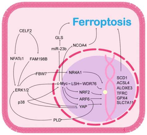 Role Of CELF2 In Ferroptosis Potential Targets For Cancer Therapy Review