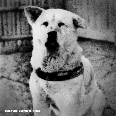 Hachik Und Acomohoy Muere El Perro Japon S Hachik Inspiraci N