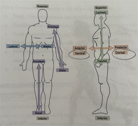 Official Biomechanics Exam Flashcards Quizlet