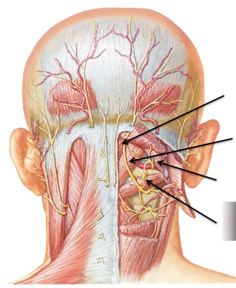 Suboccipital Triangle Learn Muscles Off