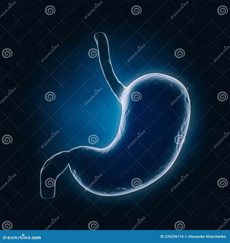 Anatomie De L Estomac Humain Organe Interne Xray Vue Rendu D Photo