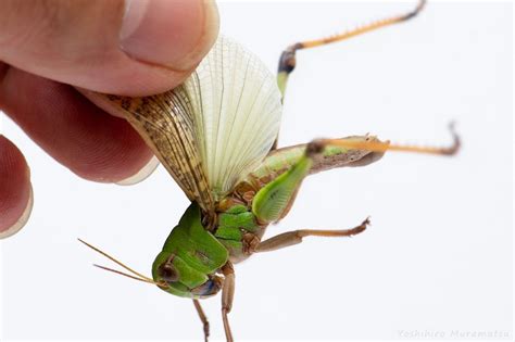 トノサマバッタの特徴や由来！災害の話も 虫の写真と生態なら昆虫写真図鑑「ムシミル」